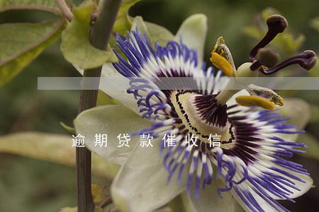 逾期贷款催收信 逾期贷款催收信