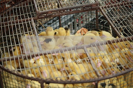 逾期贷款催收工作汇报 逾期贷款催收工作汇报