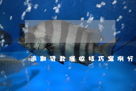 逾期贷款催收技巧案例分析 逾期贷款催收技巧案例分析
