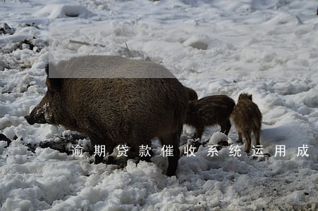 逾期贷款催收系统运用成效 逾期贷款催收系统运用成效