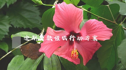 逾期贷款催收行动方案 逾期贷款催收行动方案