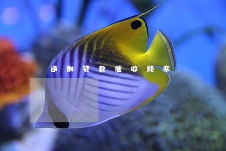逾期贷款催收频率