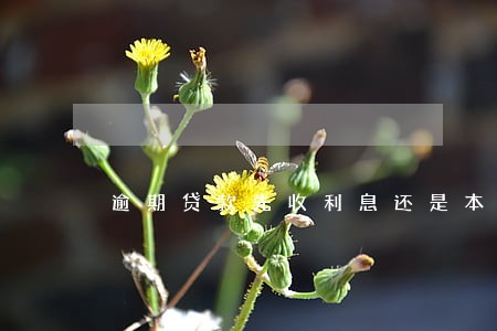 逾期贷款先收利息还是本金