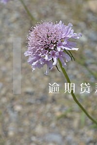 逾期贷款分析信用卡业务 逾期贷款分析信用卡业务