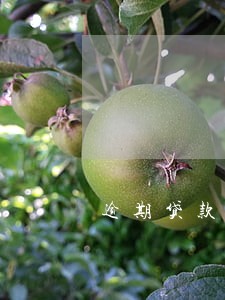 逾期贷款分类时间