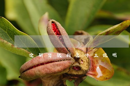 逾期贷款利息冲正说明 逾期贷款利息冲正说明