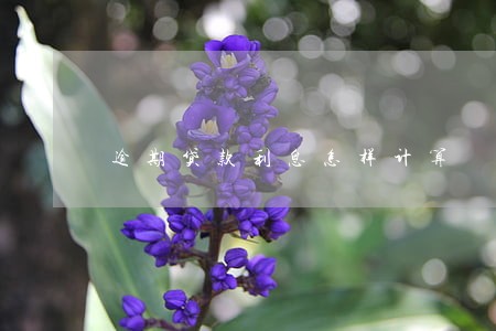 逾期贷款利息怎样计算 逾期贷款利息怎样计算