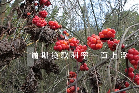 逾期贷款利率一直上浮