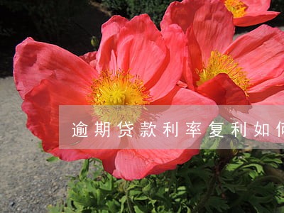 逾期贷款利率复利如何计算