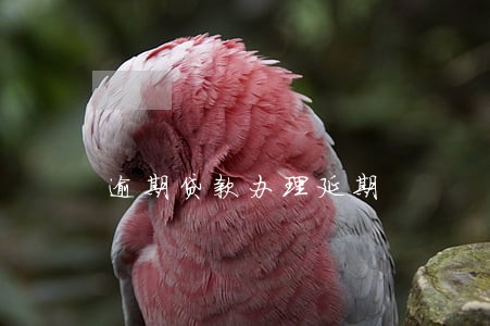 逾期贷款办理延期 逾期贷款办理延期