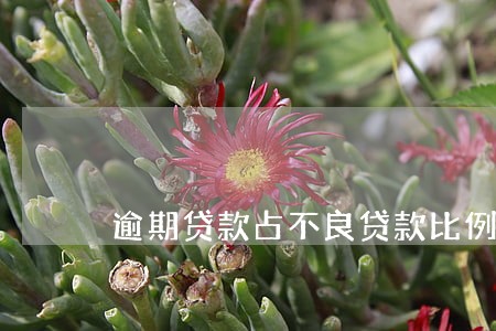 逾期贷款占不良贷款比例