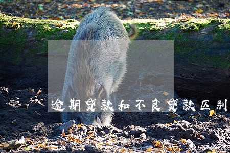 逾期贷款和不良贷款区别 逾期贷款和不良贷款区别