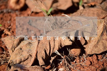 逾期贷款回收率是指 逾期贷款回收率是指