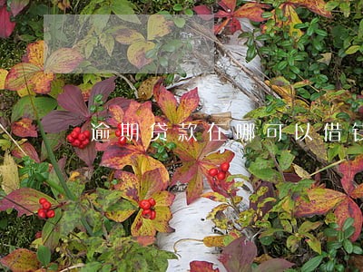 逾期贷款在哪可以借钱 逾期贷款在哪可以借钱