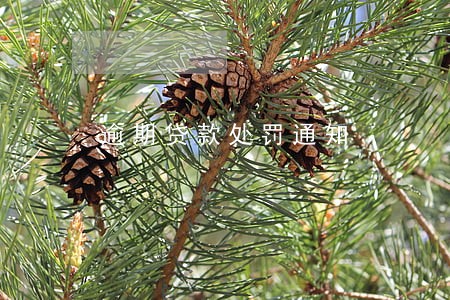 逾期贷款处罚通知