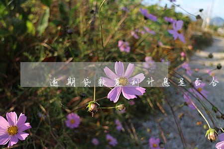 逾期贷款复利计息是否合法 逾期贷款复利计息是否合法