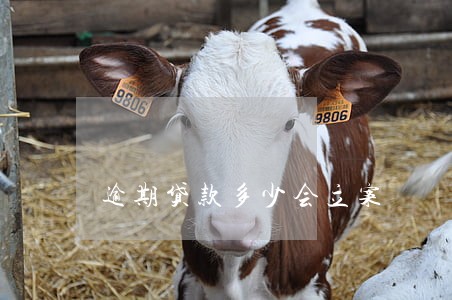 逾期贷款多少会立案 逾期贷款多少会立案