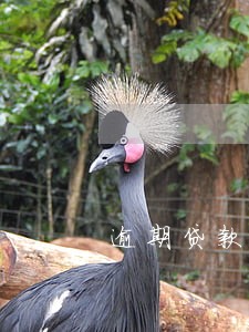 逾期贷款属于五级 逾期贷款属于五级