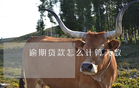 逾期贷款怎么计算天数 逾期贷款怎么计算天数