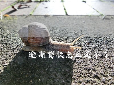逾期贷款怎么还不了 逾期贷款怎么还不了