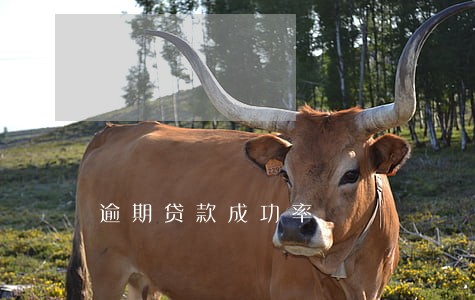 逾期贷款成功率 逾期贷款成功率