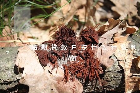逾期贷款户按什么计收利息 逾期贷款户按什么计收利息