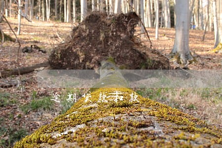 逾期贷款扣款 逾期贷款扣款