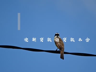 逾期贷款指贷款本金 逾期贷款指贷款本金