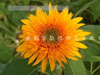 逾期贷款收回怎么抵利息 逾期贷款收回怎么抵利息