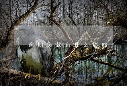 逾期贷款有什么影响 逾期贷款有什么影响