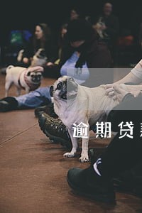 逾期贷款有几种类型贷款 逾期贷款有几种类型贷款