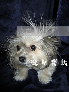 逾期贷款本金结清 逾期贷款本金结清