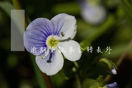 逾期贷款本金转表外 逾期贷款本金转表外