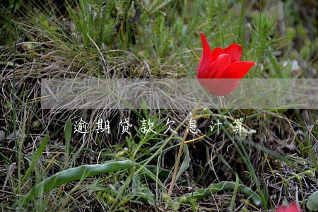 逾期贷款欠息计算 逾期贷款欠息计算