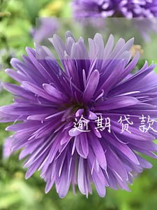 逾期贷款法律实务 逾期贷款法律实务