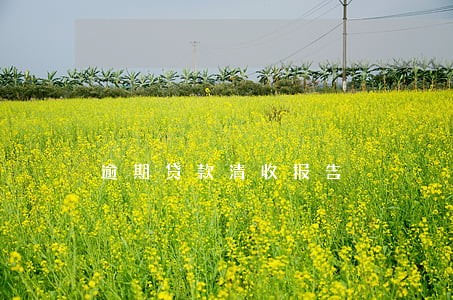 逾期贷款清收报告