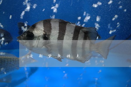 逾期贷款特点 逾期贷款特点
