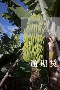逾期贷款电话该怎么说 逾期贷款电话该怎么说