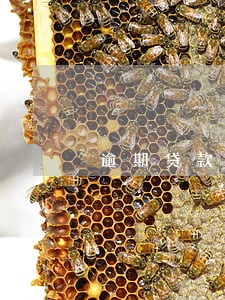 逾期贷款的口子必下 逾期贷款的口子必下