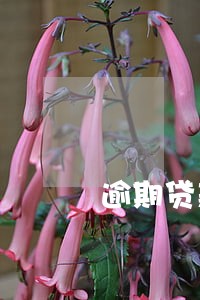 逾期贷款罚息利率要求 逾期贷款罚息利率要求