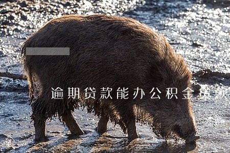 逾期贷款能办公积金贷款吗 逾期贷款能办公积金贷款吗