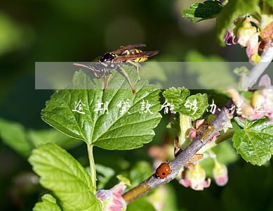 逾期贷款能够办理展期 逾期贷款能够办理展期