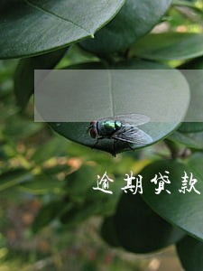 逾期贷款表内欠息未转到表外 逾期贷款表内欠息未转到表外