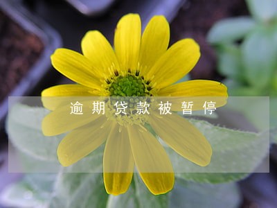 逾期贷款被暂停 逾期贷款被暂停