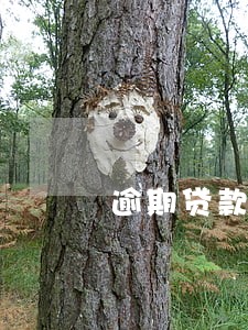 逾期贷款被移交催收部怎么办 逾期贷款被移交催收部怎么办