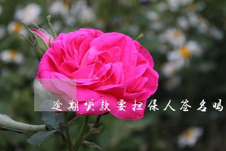 逾期贷款要担保人签名吗 逾期贷款要担保人签名吗
