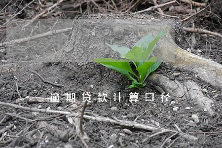 逾期贷款计算口径 逾期贷款计算口径