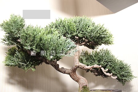 逾期贷款记录对房贷有影响吗 逾期贷款记录对房贷有影响吗