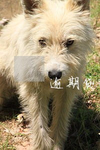 逾期贷款账户的会计分录 逾期贷款账户的会计分录