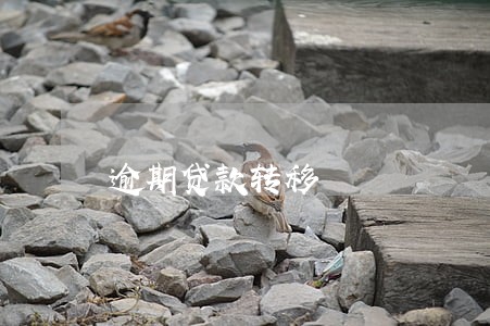 逾期贷款转移 逾期贷款转移